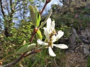 04 Amelanchier ovalis (Pero corvino) in fioritura